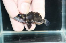 画像3: 【淡水魚】【通販】No5 パーフェクトバンド スマトラタイガーダトニオ パレンバン産 ワイルド【個体販売】(±5cm)（生体）（熱帯魚）NKO (3)