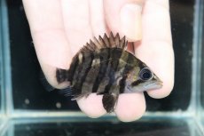画像1: 【淡水魚】【通販】No6 パーフェクトバンド スマトラタイガーダトニオ パレンバン産 ワイルド【個体販売】(±5.5cm)（生体）（熱帯魚）NKO (1)