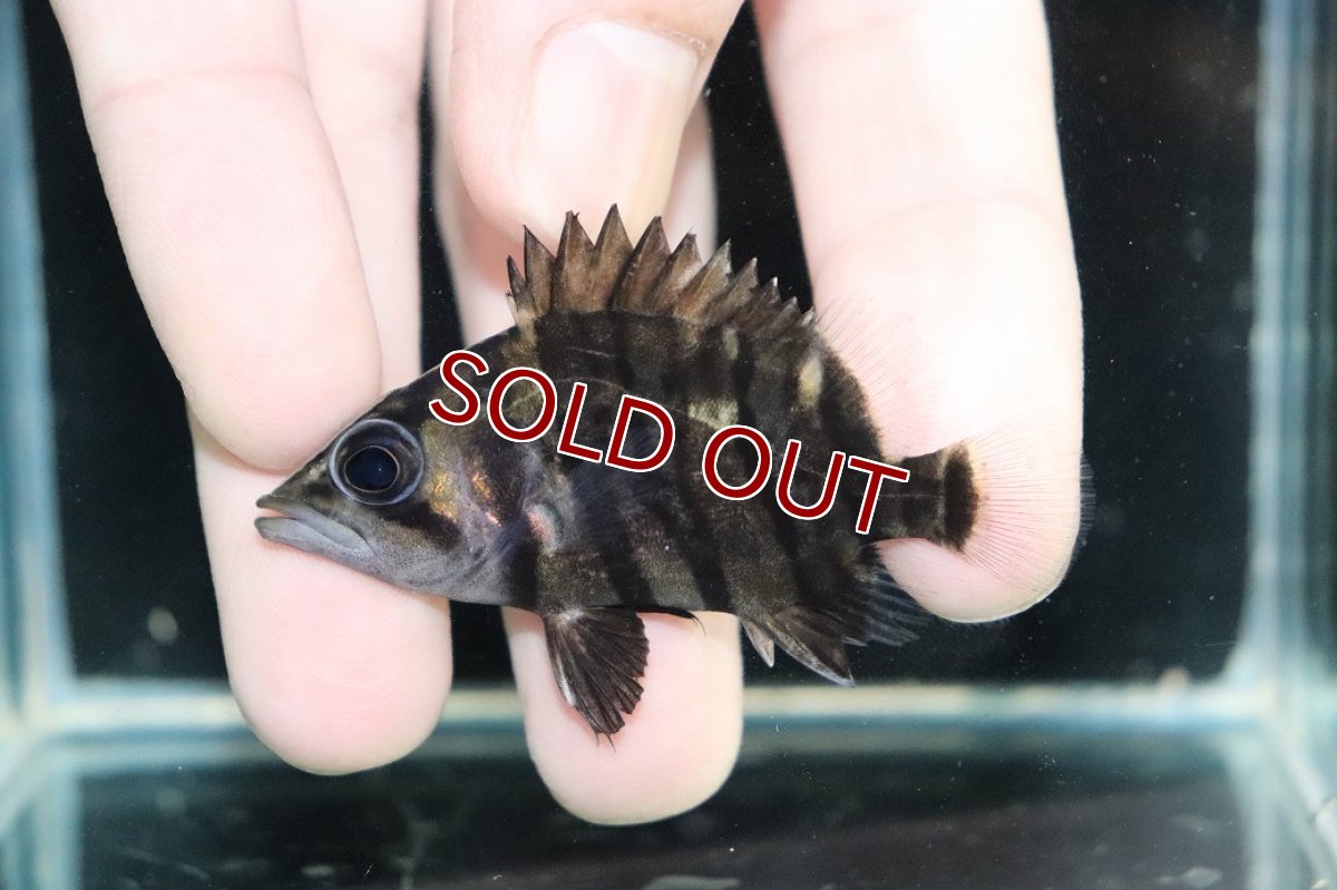 画像2: 【淡水魚】【通販】No6 パーフェクトバンド スマトラタイガーダトニオ パレンバン産 ワイルド【個体販売】(±5.5cm)（生体）（熱帯魚）NKO (2)