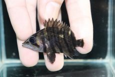 画像2: 【淡水魚】【通販】No6 パーフェクトバンド スマトラタイガーダトニオ パレンバン産 ワイルド【個体販売】(±5.5cm)（生体）（熱帯魚）NKO (2)