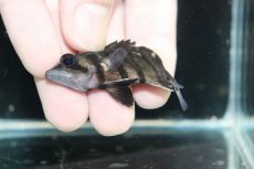 画像3: 【淡水魚】【通販】No6 パーフェクトバンド スマトラタイガーダトニオ パレンバン産 ワイルド【個体販売】(±5.5cm)（生体）（熱帯魚）NKO (3)