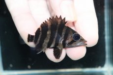 画像1: 【淡水魚】【通販】No7 パーフェクトバンド スマトラタイガーダトニオ パレンバン産 ワイルド【個体販売】(±5.5cm)（生体）（熱帯魚）NKO (1)