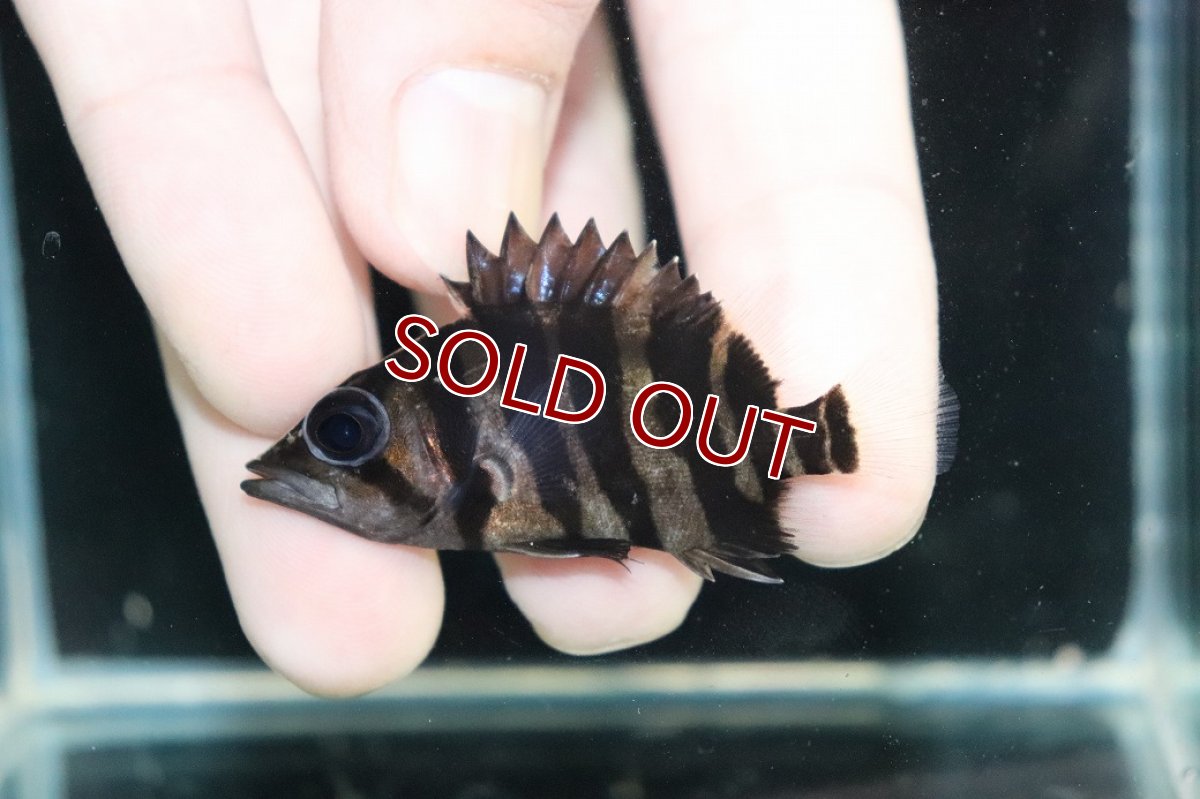 画像2: 【淡水魚】【通販】No7 パーフェクトバンド スマトラタイガーダトニオ パレンバン産 ワイルド【個体販売】(±5.5cm)（生体）（熱帯魚）NKO (2)