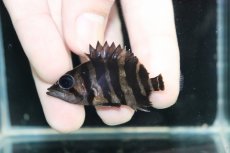 画像2: 【淡水魚】【通販】No7 パーフェクトバンド スマトラタイガーダトニオ パレンバン産 ワイルド【個体販売】(±5.5cm)（生体）（熱帯魚）NKO (2)