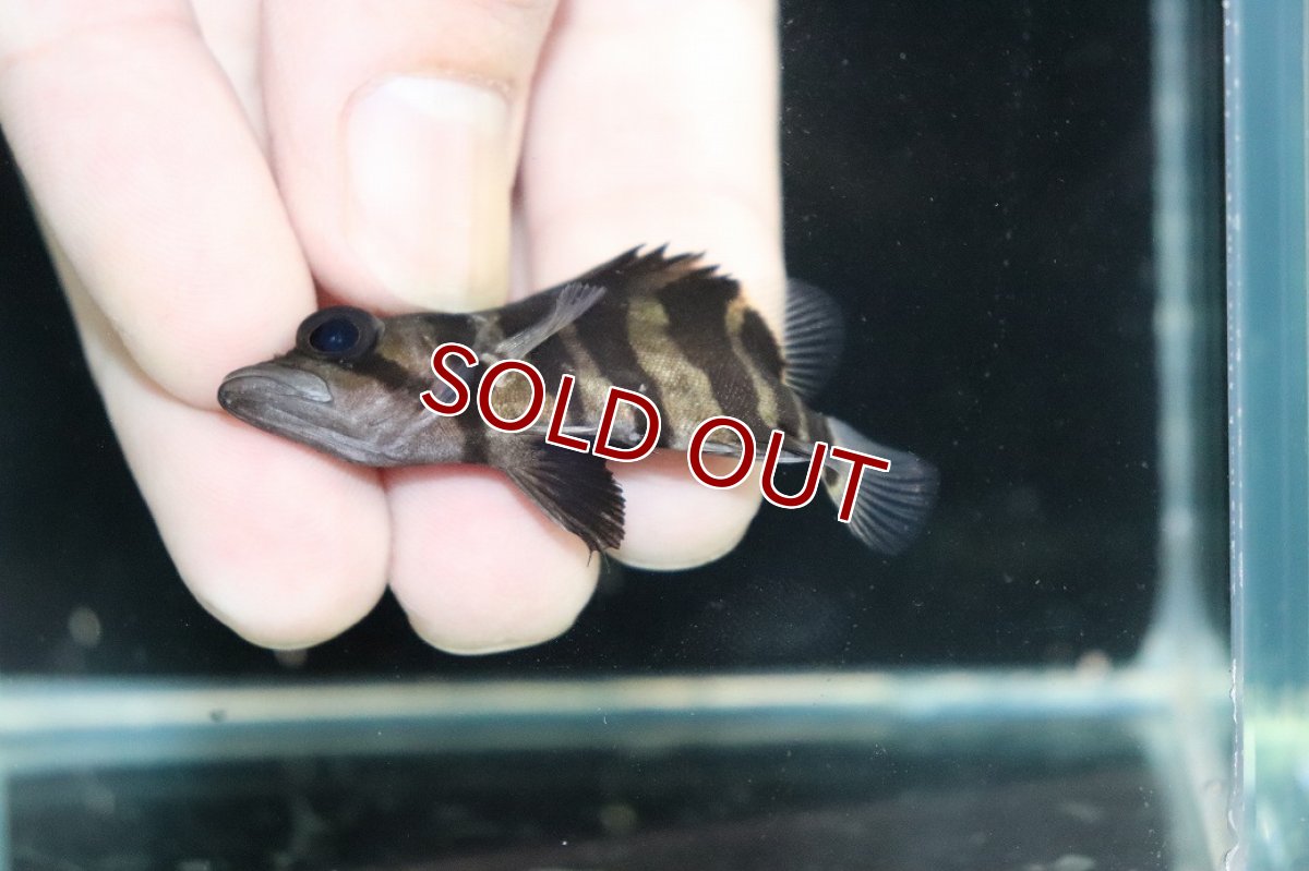 画像3: 【淡水魚】【通販】No7 パーフェクトバンド スマトラタイガーダトニオ パレンバン産 ワイルド【個体販売】(±5.5cm)（生体）（熱帯魚）NKO (3)