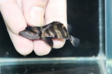 画像3: 【淡水魚】【通販】No7 パーフェクトバンド スマトラタイガーダトニオ パレンバン産 ワイルド【個体販売】(±5.5cm)（生体）（熱帯魚）NKO (3)