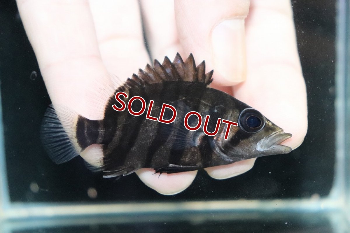画像1: 【淡水魚】【通販】No8 パーフェクトバンド スマトラタイガーダトニオ パレンバン産 ワイルド【個体販売】(±5.5cm)（生体）（熱帯魚）NKO (1)