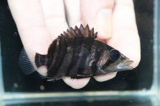 画像1: 【淡水魚】【通販】No8 パーフェクトバンド スマトラタイガーダトニオ パレンバン産 ワイルド【個体販売】(±5.5cm)（生体）（熱帯魚）NKO (1)