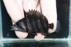 画像2: 【淡水魚】【通販】No8 パーフェクトバンド スマトラタイガーダトニオ パレンバン産 ワイルド【個体販売】(±5.5cm)（生体）（熱帯魚）NKO (2)