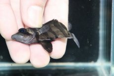 画像3: 【淡水魚】【通販】No8 パーフェクトバンド スマトラタイガーダトニオ パレンバン産 ワイルド【個体販売】(±5.5cm)（生体）（熱帯魚）NKO (3)