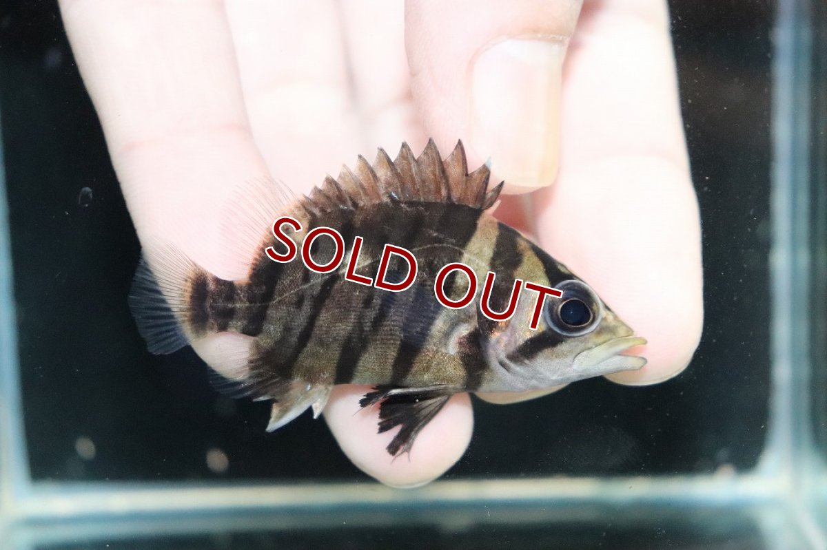 画像1: 【淡水魚】【通販】No9 パーフェクトバンド スマトラタイガーダトニオ パレンバン産 ワイルド【個体販売】(±5.5cm)（生体）（熱帯魚）NKO (1)
