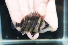 画像1: 【淡水魚】【通販】No9 パーフェクトバンド スマトラタイガーダトニオ パレンバン産 ワイルド【個体販売】(±5.5cm)（生体）（熱帯魚）NKO (1)