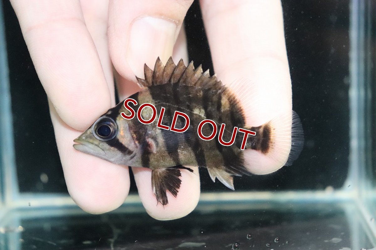 画像2: 【淡水魚】【通販】No9 パーフェクトバンド スマトラタイガーダトニオ パレンバン産 ワイルド【個体販売】(±5.5cm)（生体）（熱帯魚）NKO (2)