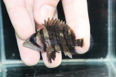 画像2: 【淡水魚】【通販】No9 パーフェクトバンド スマトラタイガーダトニオ パレンバン産 ワイルド【個体販売】(±5.5cm)（生体）（熱帯魚）NKO (2)