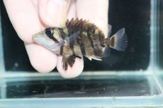 画像3: 【淡水魚】【通販】No9 パーフェクトバンド スマトラタイガーダトニオ パレンバン産 ワイルド【個体販売】(±5.5cm)（生体）（熱帯魚）NKO (3)