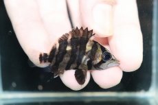 画像1: 【淡水魚】【通販】No10 パーフェクトバンド スマトラタイガーダトニオ パレンバン産 ワイルド【個体販売】(±5cm)（生体）（熱帯魚）NKO (1)