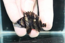 画像2: 【淡水魚】【通販】No10 パーフェクトバンド スマトラタイガーダトニオ パレンバン産 ワイルド【個体販売】(±5cm)（生体）（熱帯魚）NKO (2)