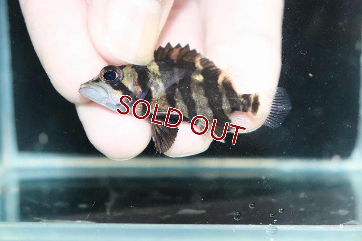 画像3: 【淡水魚】【通販】No10 パーフェクトバンド スマトラタイガーダトニオ パレンバン産 ワイルド【個体販売】(±5cm)（生体）（熱帯魚）NKO (3)