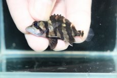 画像3: 【淡水魚】【通販】No10 パーフェクトバンド スマトラタイガーダトニオ パレンバン産 ワイルド【個体販売】(±5cm)（生体）（熱帯魚）NKO (3)