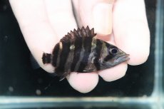 画像1: 【淡水魚】【通販】No11 パーフェクトバンド スマトラタイガーダトニオ パレンバン産 ワイルド【個体販売】(±5cm)（生体）（熱帯魚）NKO (1)