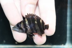 画像2: 【淡水魚】【通販】No11 パーフェクトバンド スマトラタイガーダトニオ パレンバン産 ワイルド【個体販売】(±5cm)（生体）（熱帯魚）NKO (2)
