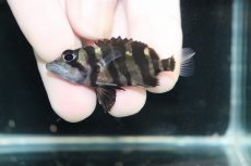 画像3: 【淡水魚】【通販】No11 パーフェクトバンド スマトラタイガーダトニオ パレンバン産 ワイルド【個体販売】(±5cm)（生体）（熱帯魚）NKO (3)