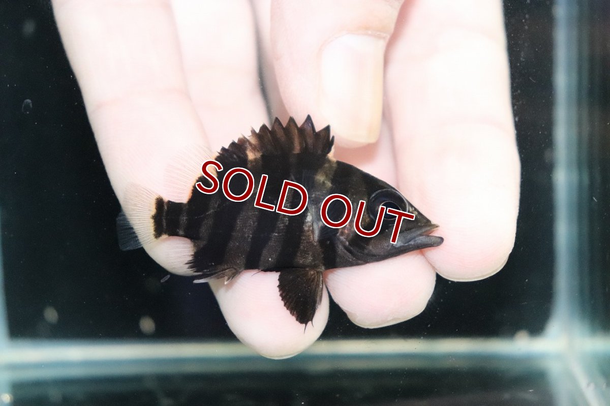 画像1: 【淡水魚】【通販】No12 パーフェクトバンド スマトラタイガーダトニオ パレンバン産 ワイルド【個体販売】(±5cm)（生体）（熱帯魚）NKO (1)