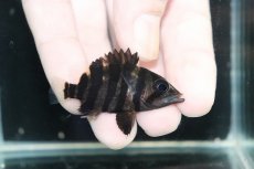 画像1: 【淡水魚】【通販】No12 パーフェクトバンド スマトラタイガーダトニオ パレンバン産 ワイルド【個体販売】(±5cm)（生体）（熱帯魚）NKO (1)