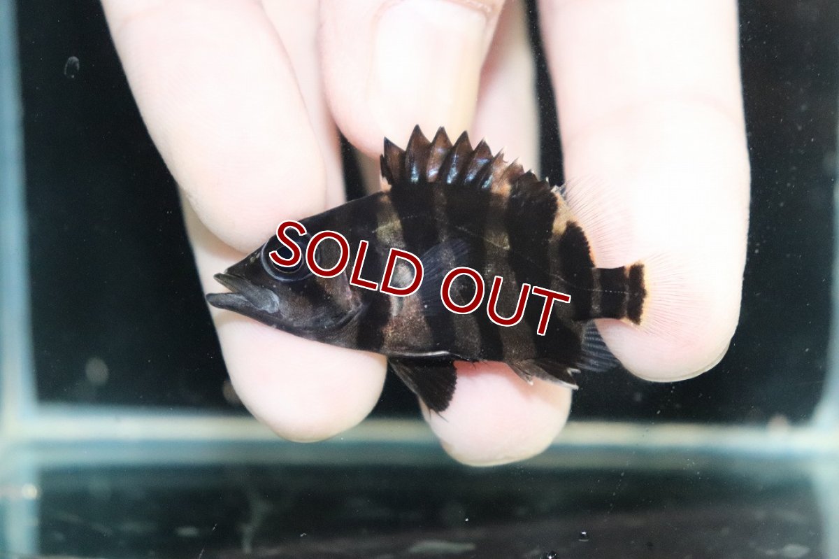 画像2: 【淡水魚】【通販】No12 パーフェクトバンド スマトラタイガーダトニオ パレンバン産 ワイルド【個体販売】(±5cm)（生体）（熱帯魚）NKO (2)