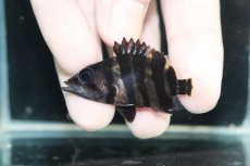 画像2: 【淡水魚】【通販】No12 パーフェクトバンド スマトラタイガーダトニオ パレンバン産 ワイルド【個体販売】(±5cm)（生体）（熱帯魚）NKO (2)