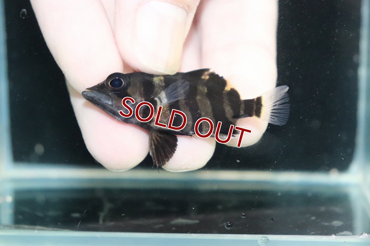 画像3: 【淡水魚】【通販】No12 パーフェクトバンド スマトラタイガーダトニオ パレンバン産 ワイルド【個体販売】(±5cm)（生体）（熱帯魚）NKO (3)