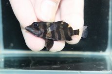 画像3: 【淡水魚】【通販】No12 パーフェクトバンド スマトラタイガーダトニオ パレンバン産 ワイルド【個体販売】(±5cm)（生体）（熱帯魚）NKO (3)