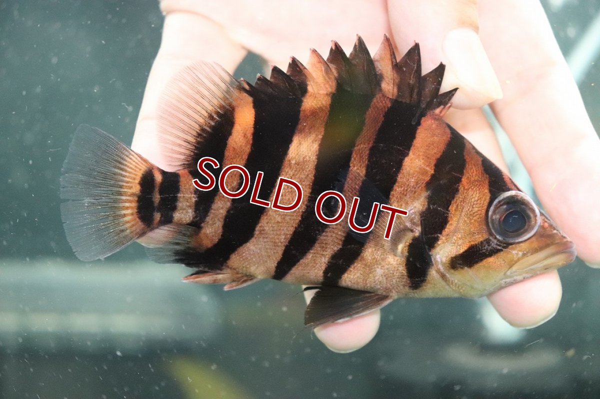 画像1: 【淡水魚】【通販】大特価 パーフェクトバンド No1 ダトニオプラスワン ボルネオ産 ワイルド【個体販売】(±12cm)(生体)(熱帯魚)NKO (1)