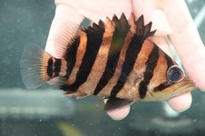 画像1: 【淡水魚】【通販】大特価 パーフェクトバンド No1 ダトニオプラスワン ボルネオ産 ワイルド【個体販売】(±12cm)(生体)(熱帯魚)NKO (1)