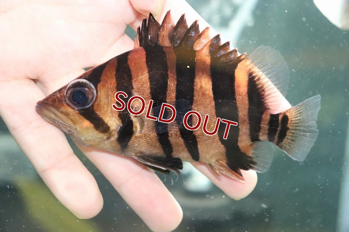 画像2: 【淡水魚】【通販】大特価 パーフェクトバンド No1 ダトニオプラスワン ボルネオ産 ワイルド【個体販売】(±12cm)(生体)(熱帯魚)NKO (2)