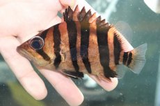 画像2: 【淡水魚】【通販】大特価 パーフェクトバンド No1 ダトニオプラスワン ボルネオ産 ワイルド【個体販売】(±12cm)(生体)(熱帯魚)NKO (2)
