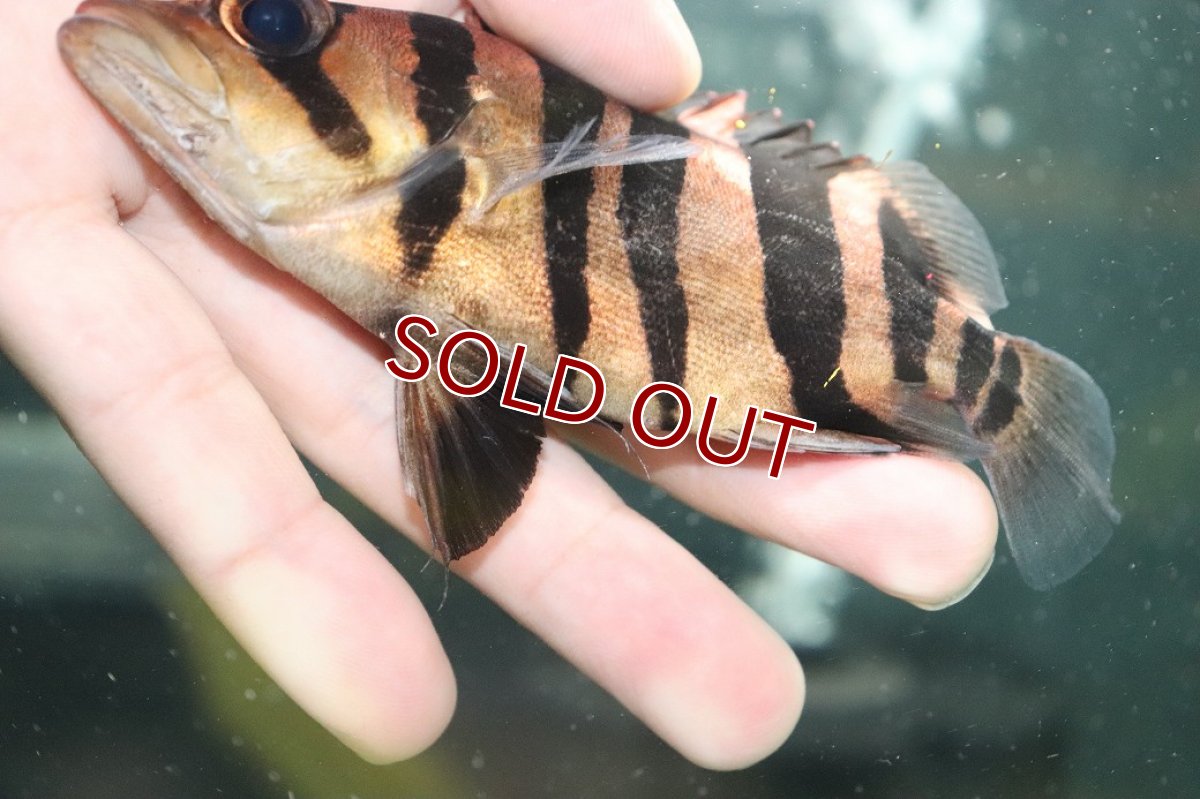 画像3: 【淡水魚】【通販】大特価 パーフェクトバンド No1 ダトニオプラスワン ボルネオ産 ワイルド【個体販売】(±12cm)(生体)(熱帯魚)NKO (3)