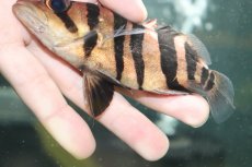 画像3: 【淡水魚】【通販】大特価 パーフェクトバンド No1 ダトニオプラスワン ボルネオ産 ワイルド【個体販売】(±12cm)(生体)(熱帯魚)NKO (3)