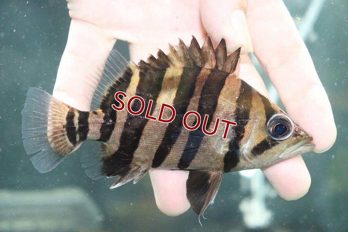 画像1: 【淡水魚】【通販】大特価 パーフェクトバンド No2 ダトニオプラスワン ボルネオ産 ワイルド【個体販売】(±12cm)(生体)(熱帯魚)NKO (1)