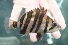画像1: 【淡水魚】【通販】大特価 パーフェクトバンド No2 ダトニオプラスワン ボルネオ産 ワイルド【個体販売】(±12cm)(生体)(熱帯魚)NKO (1)