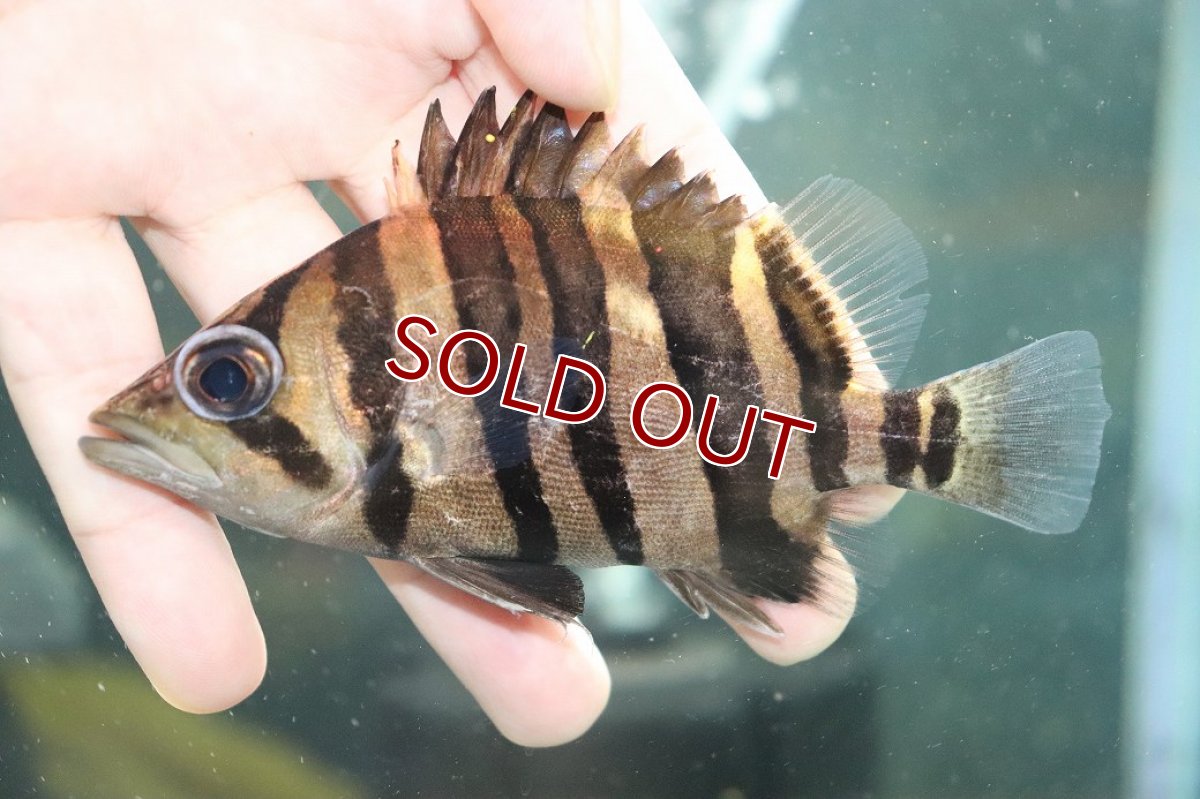 画像2: 【淡水魚】【通販】大特価 パーフェクトバンド No2 ダトニオプラスワン ボルネオ産 ワイルド【個体販売】(±12cm)(生体)(熱帯魚)NKO (2)