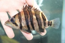 画像2: 【淡水魚】【通販】大特価 パーフェクトバンド No2 ダトニオプラスワン ボルネオ産 ワイルド【個体販売】(±12cm)(生体)(熱帯魚)NKO (2)