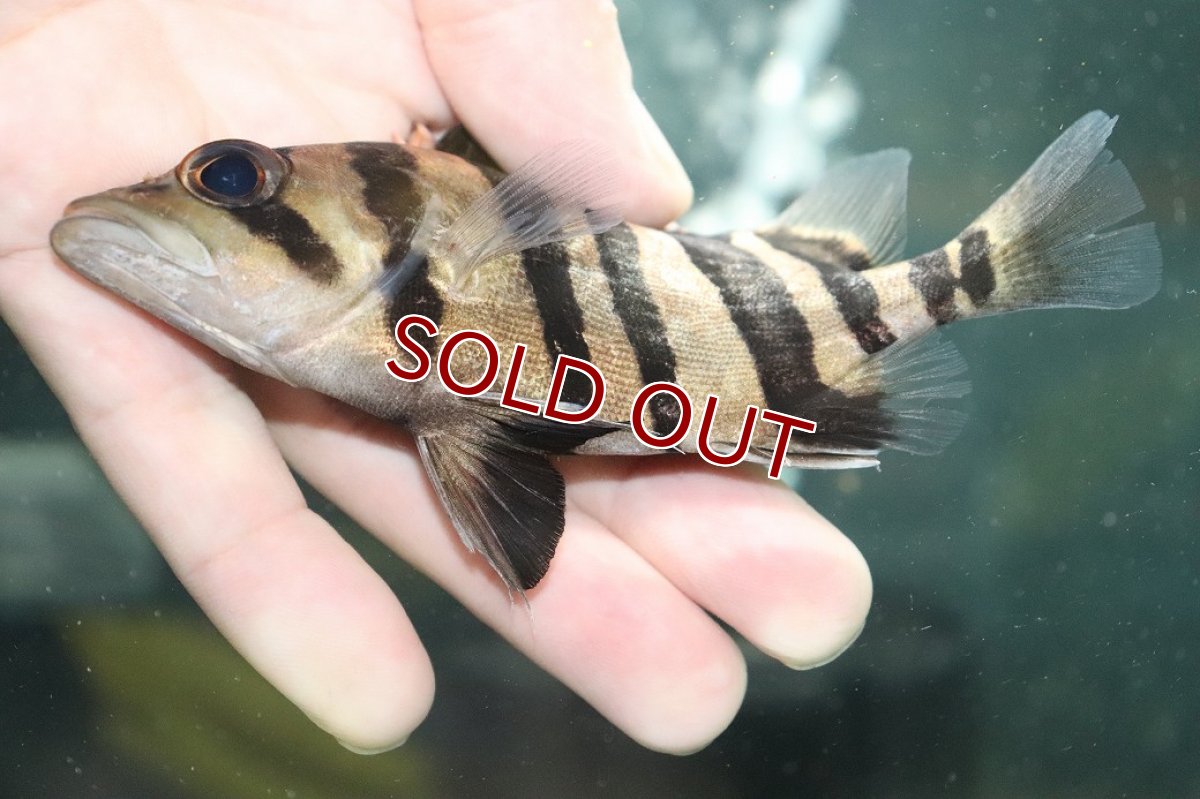 画像3: 【淡水魚】【通販】大特価 パーフェクトバンド No2 ダトニオプラスワン ボルネオ産 ワイルド【個体販売】(±12cm)(生体)(熱帯魚)NKO (3)