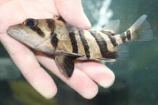 画像3: 【淡水魚】【通販】大特価 パーフェクトバンド No2 ダトニオプラスワン ボルネオ産 ワイルド【個体販売】(±12cm)(生体)(熱帯魚)NKO (3)