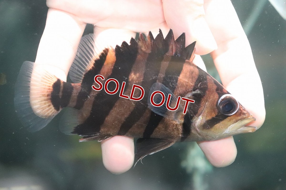 画像1: 【淡水魚】【通販】大特価 パーフェクトバンド No3 ダトニオプラスワン ボルネオ産 ワイルド【個体販売】(±12cm)(生体)(熱帯魚)NKO (1)