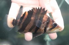 画像1: 【淡水魚】【通販】大特価 パーフェクトバンド No3 ダトニオプラスワン ボルネオ産 ワイルド【個体販売】(±12cm)(生体)(熱帯魚)NKO (1)