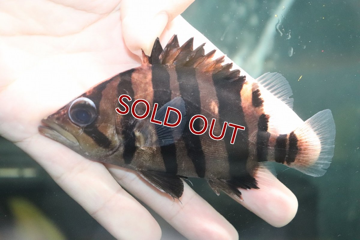画像2: 【淡水魚】【通販】大特価 パーフェクトバンド No3 ダトニオプラスワン ボルネオ産 ワイルド【個体販売】(±12cm)(生体)(熱帯魚)NKO (2)