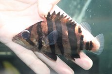 画像2: 【淡水魚】【通販】大特価 パーフェクトバンド No3 ダトニオプラスワン ボルネオ産 ワイルド【個体販売】(±12cm)(生体)(熱帯魚)NKO (2)