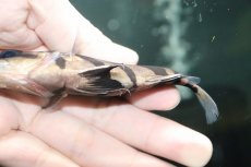 画像3: 【淡水魚】【通販】大特価 パーフェクトバンド No3 ダトニオプラスワン ボルネオ産 ワイルド【個体販売】(±12cm)(生体)(熱帯魚)NKO (3)