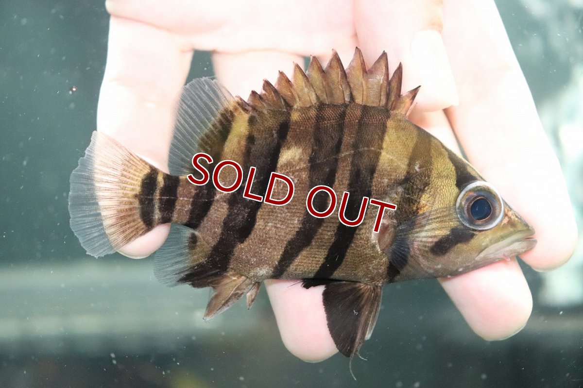 画像1: 【淡水魚】【通販】大特価 パーフェクトバンド No4 ダトニオプラスワン ボルネオ産 ワイルド【個体販売】(±11cm)(生体)(熱帯魚)NKO (1)